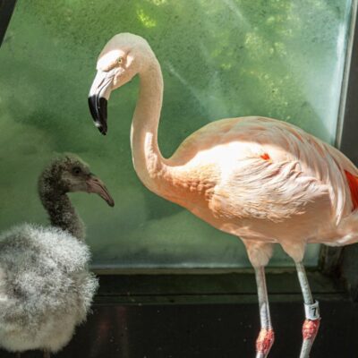 Chilean Flamingo Chicks